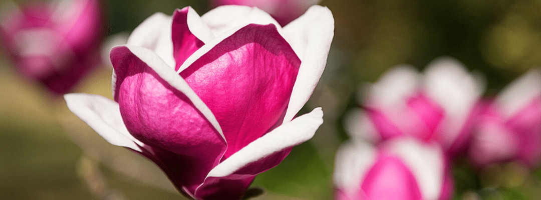 This an image of a beautiful Magnolia flower in bloom